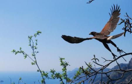 Le Ali Nel Vento- Birds Of Prey Show Image
