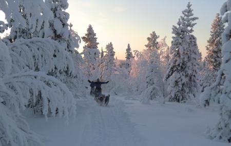 Kiruna Sleddog Tours Image