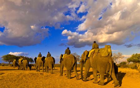 Sunrise Elephant Back Safari Image