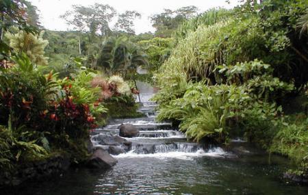 Tabacon Hot Springs Image
