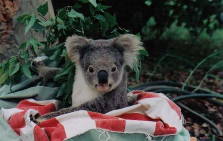 Koala Hospital Image