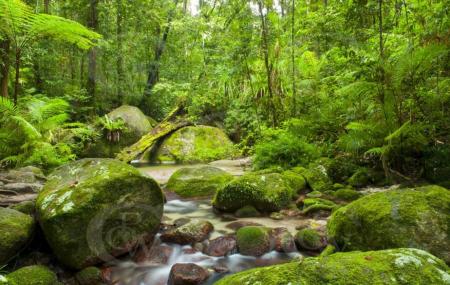 Daintree Rainforest Image
