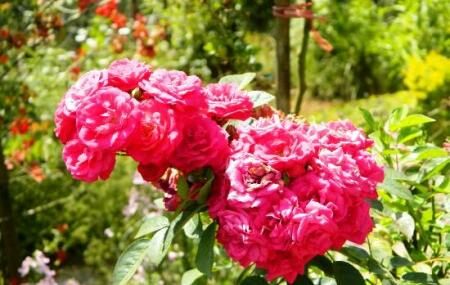 Rose Garden Image