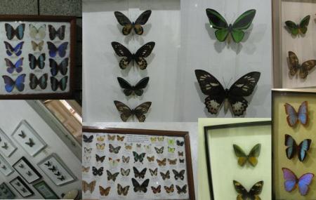 Jumalon Butterfly Sanctuary Image
