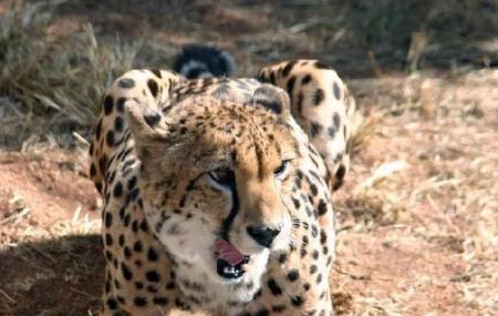 De Wildt Cheetah And Wildlife Centre Image