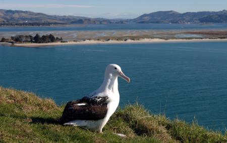The Royal Albatross Centre Image