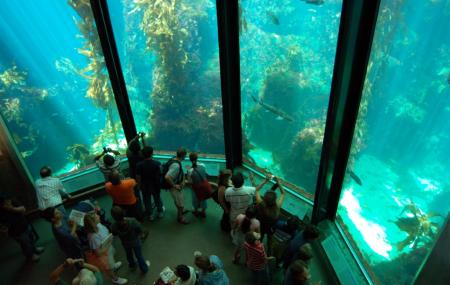Monterey Bay Aquarium Image