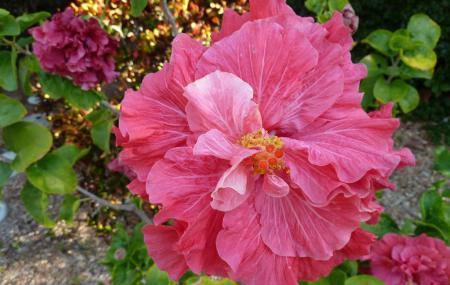 Sanibel Moorings Botanical Gardens Image