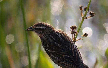 Crew Land And Water Trust- Bird Rookery Swamp Trails Image