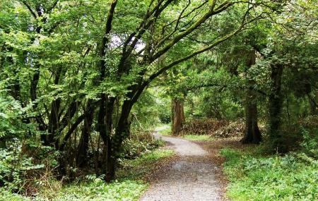 Ballyseedy Woods Image