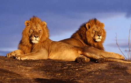 lion safari hamilton discount code