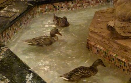 The Peabody Ducks Image
