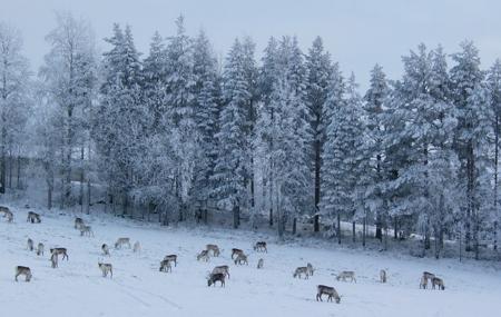 Gabba Reindeer Safari Park, Kirkenes | Ticket Price | Timings | Address ...