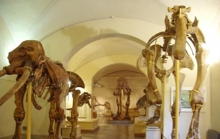 Trieste Natural History Museum Image