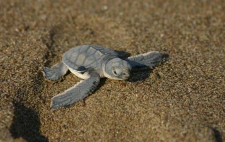 Lara Bay Turtle Conservation Station, Paphos | Ticket Price | Timings ...