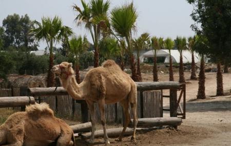 Camel Park Mazotos Image