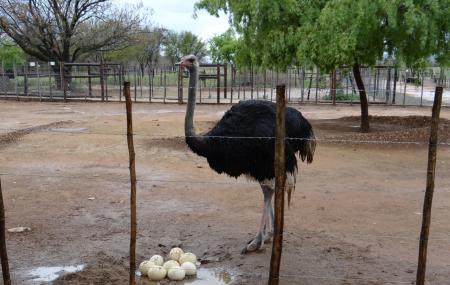 Safari Ostrich Show Farm Image