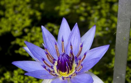 Botanical Garden Image