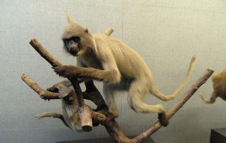 Kunming Natural History Museum Of Zoology Image
