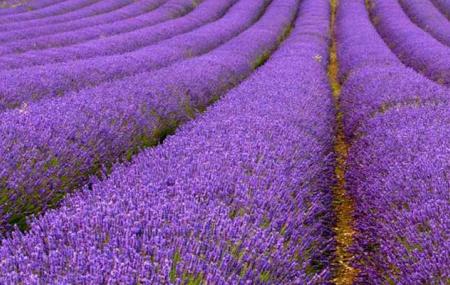 Wexford Lavender Farm Image
