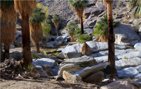 Agua Caliente Indian Canyons Image