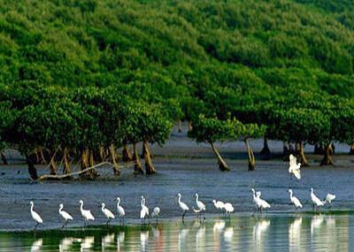 Shenzhen Mangrove Nature Reserve Image