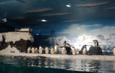 Ji Di Guan - Pole Aquarium Image