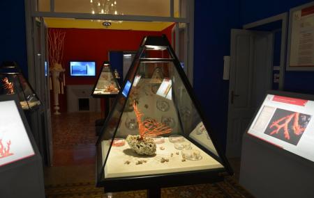 Museo Del Corallo Image