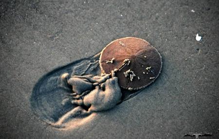 Sand Dollar Beach Image