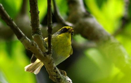 Pangot And Kilbury Bird Sanctuary Image