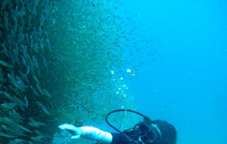 Phi Phi Diving Image