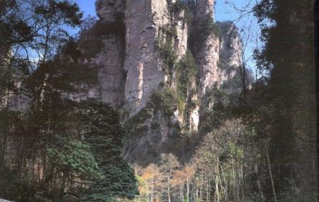 Golden Whip Brook Image