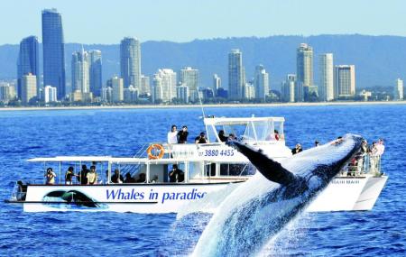 Whales In Paradise Image