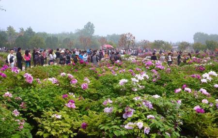 Luoyang International Peony Garden Image