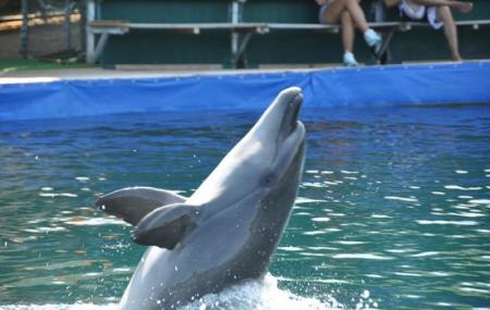 Marmaris Dolphinarium-aquapark, Icmeler | Ticket Price | Timings ...