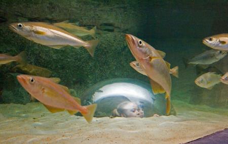 Tregastel Marine Aquarium Image
