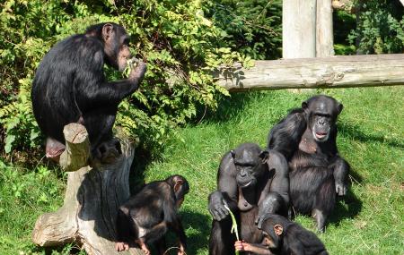 Chester Zoo Image