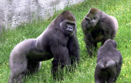 Belfast Zoo Image