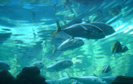 Oceanarium- The Bournemouth Aquarium Image