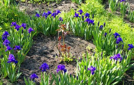Botanical Garden Image