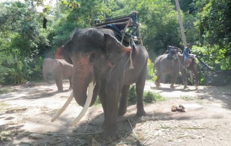 Mahawangchang Elephant Camp Image