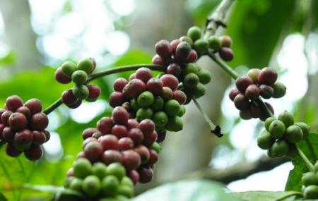 Deepa World Spice And Ayurvedic Garden Image