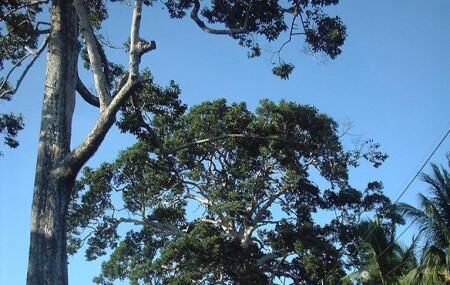 Island's Tallest Tree Image