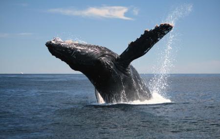 Dolphin And Whale Watching Image