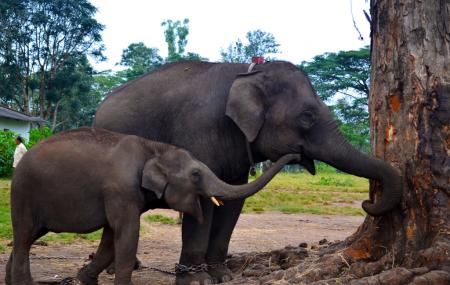 Dubare Elephant Camp, Madikeri | Ticket Price | Timings | Address: TripHobo