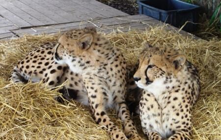 Cheetah Outreach Image