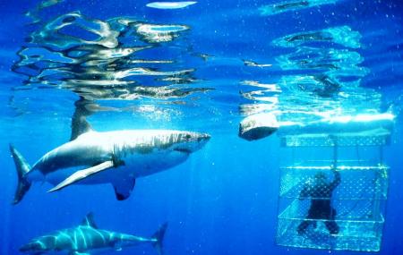 Shark Diving With Shark And Safari - Tours And Shuttles Image