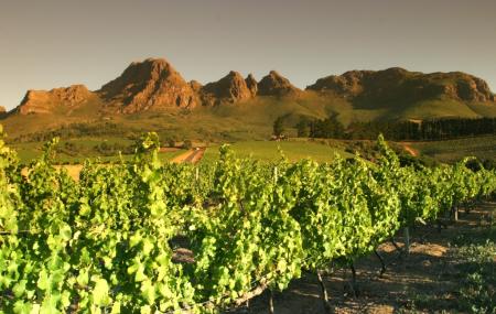 Uva Mira Vineyards Image
