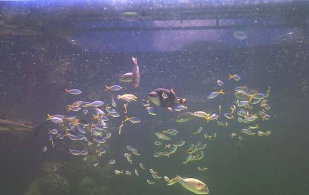 Green Connection Aquarium Image