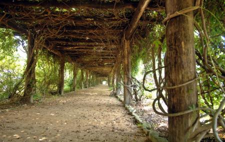 Coker Arboretum Image